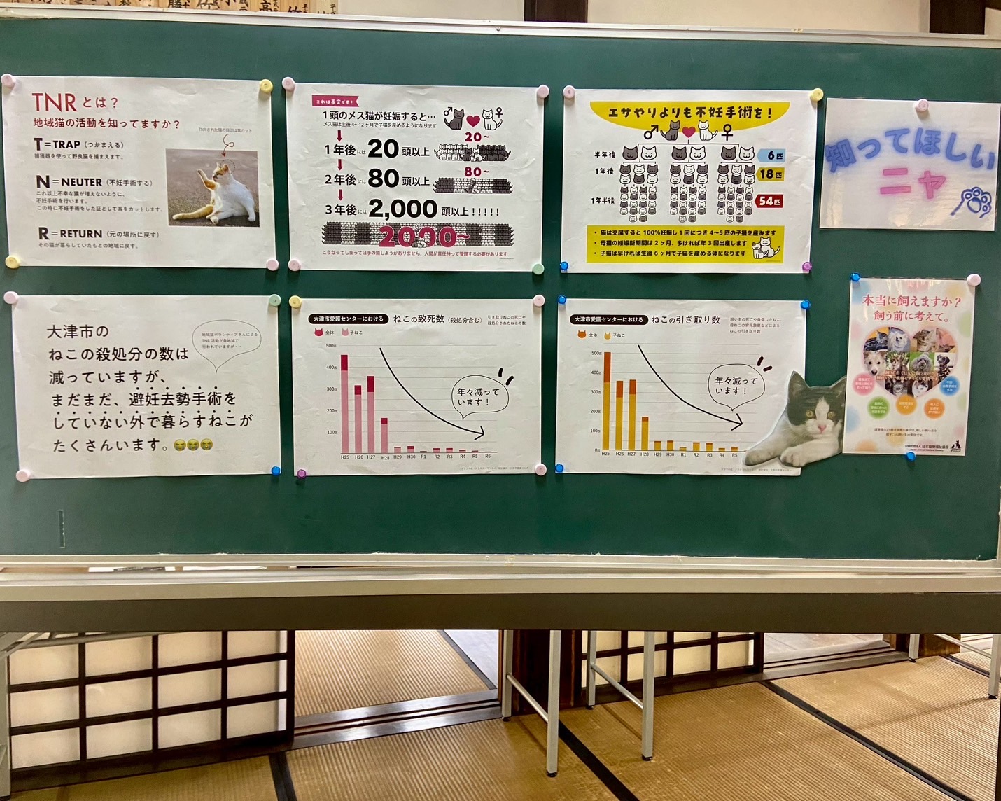 しがねこ譲渡会